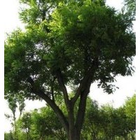 河北定州國槐出售
