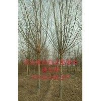 垂柳價(jià)格多少低了