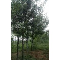 6年樹齡皂角樹苗6000余株