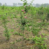 木槿樹苗江蘇一年生單株木槿花苗叢生木槿工程苗