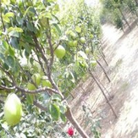 2-120公分木瓜賣多少錢一棵