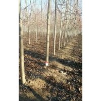 稀地美國紅楓5公分,6公分,7公分