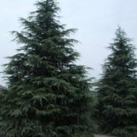 山東雪松3米高雪松一級苗價格4米高雪松一級苗價格