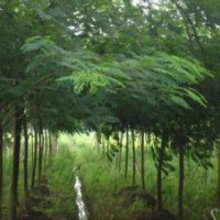 湖北12公分17公分皂角報(bào)價(jià)