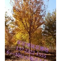 五角楓報(bào)價(jià)，香花槐價(jià)格，杜仲基地，河北垂柳