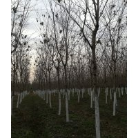 專供高桿櫻花7--8--9--10