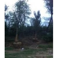 自產自銷15公分黃連木價格 南京黃連木產地