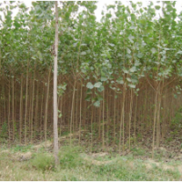 意楊樹苗