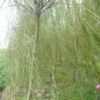 江蘇***的柳樹基地在哪里