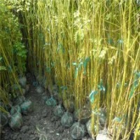 哪里供應的黃金槐質量好