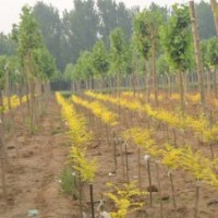 哪里供應的黃金槐價格比較低