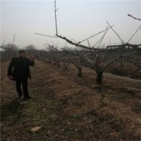 15公分桃樹的價(jià)格表