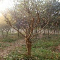 12公分紫薇花，670元裝車，都是優(yōu)質苗