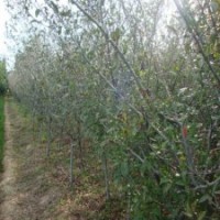 垂絲海棠基地、垂絲海棠價(jià)格、垂絲海棠圖片