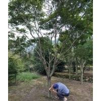 雞爪槭紅楓紅葉石楠櫻花早櫻八月桂月月桂出售