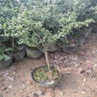 冠幅比較大的龜甲冬青球的市場行情