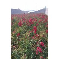 大量供應(yīng)紅火球紫薇
