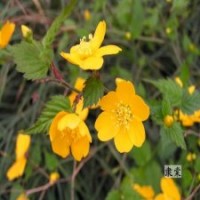 50公分棣棠的批發(fā)價是0.85_低價銷售