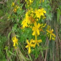 產地直銷連翹花苗_一手貨源_低價出售