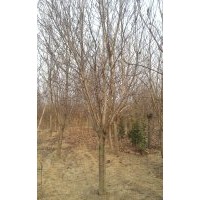 大量出售玉蘭3-15公分，手機(jī)15966192988