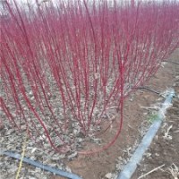 兩年生紅瑞木的價格基地大量現(xiàn)貨