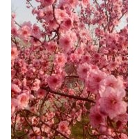 供應(yīng)美人梅，各種規(guī)格美人梅，樹形好