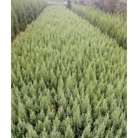 檜柏（塔柏刺柏）30公分一4米