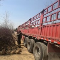 地徑10公分榆葉梅樹(shù)的價(jià)格是320元