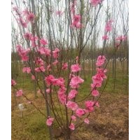 基地3公分紅梅的裝車價(jià)格