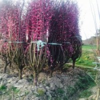 紅梅基地紅梅的栽培方法及裝車價(jià)