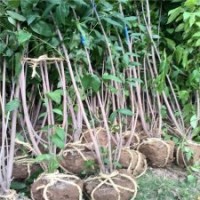 臘梅基地臘梅品種的價格