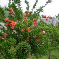 華東地區(qū)花石榴基地，供應(yīng)精品花石榴樹