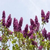 基地大量4公分丁香樹，江蘇貨源