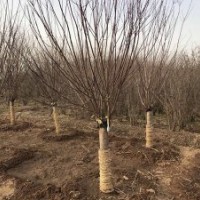 基地大量美人梅樹(shù)，造型好，價(jià)格低