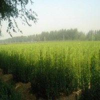 北海道黃楊是黃楊木的品種嗎？