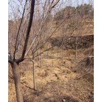 常年出售各種規(guī)格品種櫻花