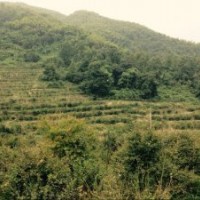 供應(yīng)雞爪槭7公分到24公分紅楓8到18公分