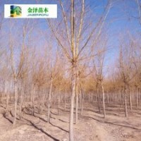 河北金絲垂柳.金絲垂柳批發(fā).12公分金絲垂柳
