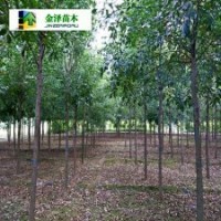 河北白蠟樹白蠟樹多少錢白蠟樹供應商