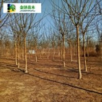 河北國槐’國槐批發(fā)’國槐多少錢