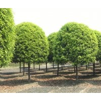 成都高桿精品桂花