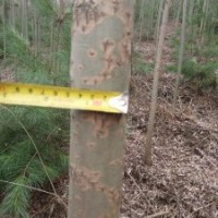 供應(yīng)109柳樹(shù)