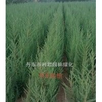 丹東儈柏 小葉黃楊 紫葉小檗