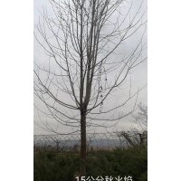 秋火焰 美國紅楓