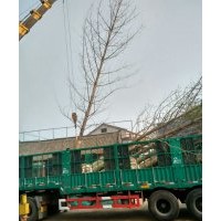 低價(jià)出售銀杏樹