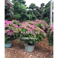 福建三角梅，四川三角梅，海南三角梅