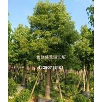 福建香樟，全冠香樟，江西香樟15公分
