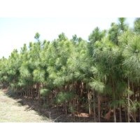 3公分濕地松,8公分濕地松