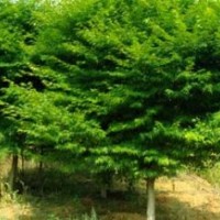 供雞爪槭，紅楓，青楓，紅梅，櫻花，桂花，無患子