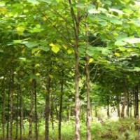 枸樹2-20公分大量